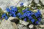GENTIANA BAVARICA