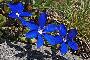 GENTIANA VERNA
