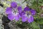 GERANIUM SYLVATICUM