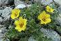 GEUM REPTANS
