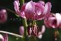LILIUM MARTAGON
