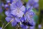 POLEMONIUM COERULEUM