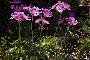 PRIMULA FARINOSA 