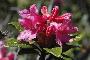 RHODODENDRUM FERRUGINEUM