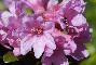 RHODODENDRUM FERRUGINEUM