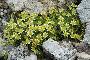 SAXIFRAGA APHYLLA