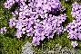 SILENE ACAULIS LONGISCAPA