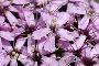 SILENE ACAULIS
