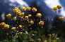 TROLLIUS EUROPAEUS