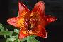 LILIUM BULBIFERUM