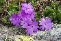 PRIMULA INTEGRIFOGLIA