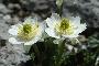 RANUNCULUS GLACIALIS