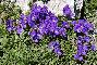 VIOLA CALCARATA