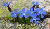 GENTIANA BRACHYPHYLLA