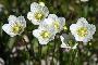PARNASSIA PALUSTRIS