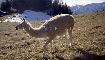 LAMA