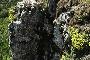 ALYSSUM TAVOLARAE