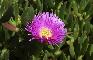 CARPOBROTUS ACINACIFORMIS