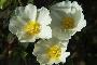 CISTUS MONSPELIENSIS