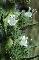 ECHIUM ITALICUM