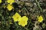 HELIANTHEMUM CROCEUM