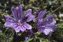 MALVA SYLVESTRIS