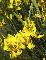 SPARTIUM JUNCEUM