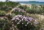 ARMERIA