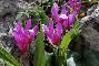 CYCLAMEN REPANDUM