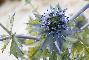 ERYNGIUM MARITTIMUM