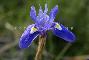 IRIS SISYRINCHIUM