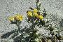 OTANTHUS MARITIMUS