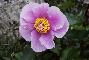 PAEONIA MASCULA