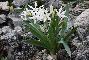 PANCRATIUM ILLIRICUM