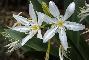 PANCRATIUM ILLIRICUM