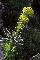 EUFHORBIA CHARACIAS